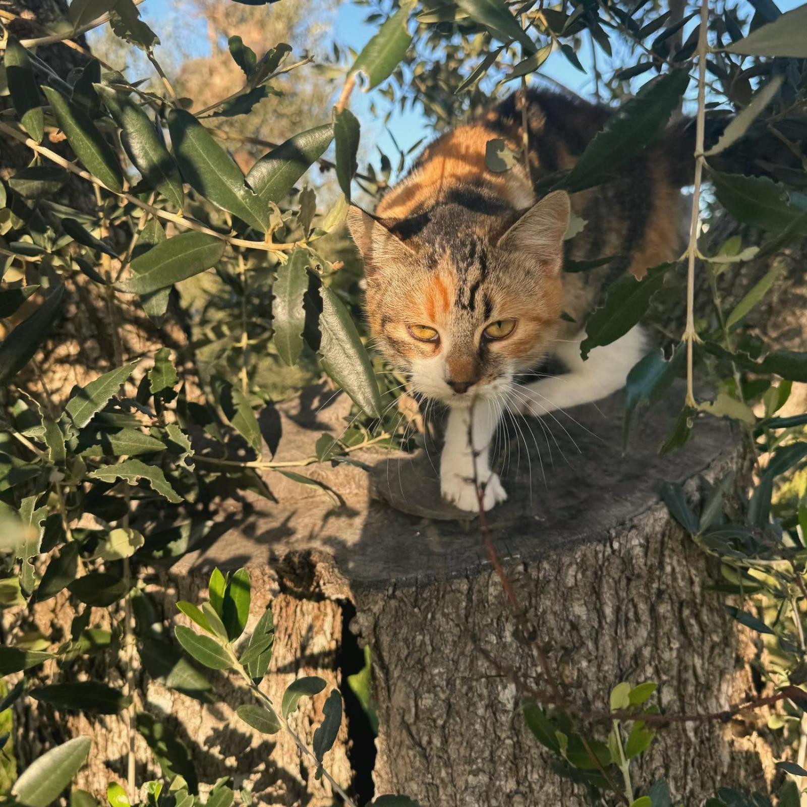 Tenuta Calitre Melendugno Εξωτερικό φωτογραφία